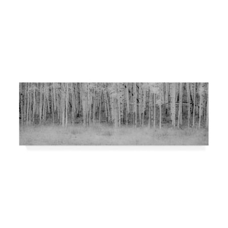 Dan Ballard 'Black And White Birch' Canvas Art,16x47